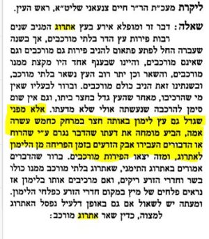 אתרוג מוכלא ג.JPG