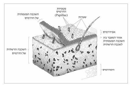 ציור יוליה שמידוב; מתוך אדלר תשפד.jpg