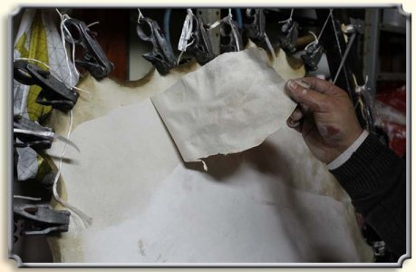 קילוף הליצה מהדרמיס.jpg קילוף הליצה מהדרמיס.jpg