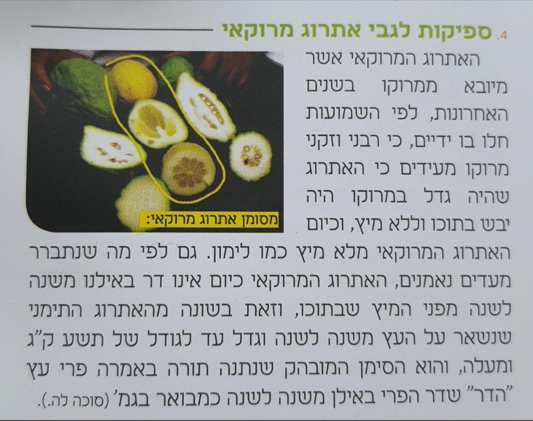 שקרים.jpg